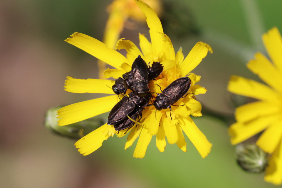 Anthaxia quadripunctata - fekete virágdíszbogár Anthaxia quadripunctata - fekete virágdíszbogár