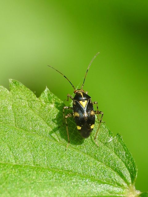 Liocoris tripustulatus - hárompettyes mezeipoloska