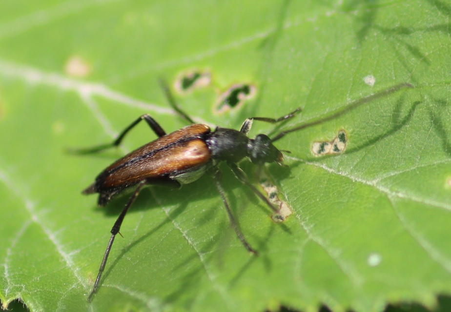 Stenurella melanura - feketevégű karcsúcincér