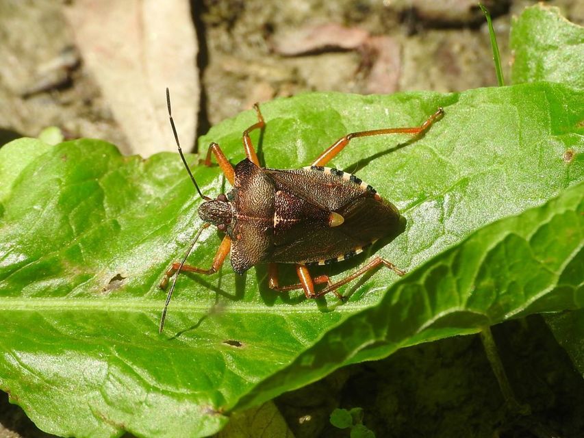 Pentatoma rufipes - vöröslábú címerespoloska Pentatoma rufipes - vöröslábú címerespoloska