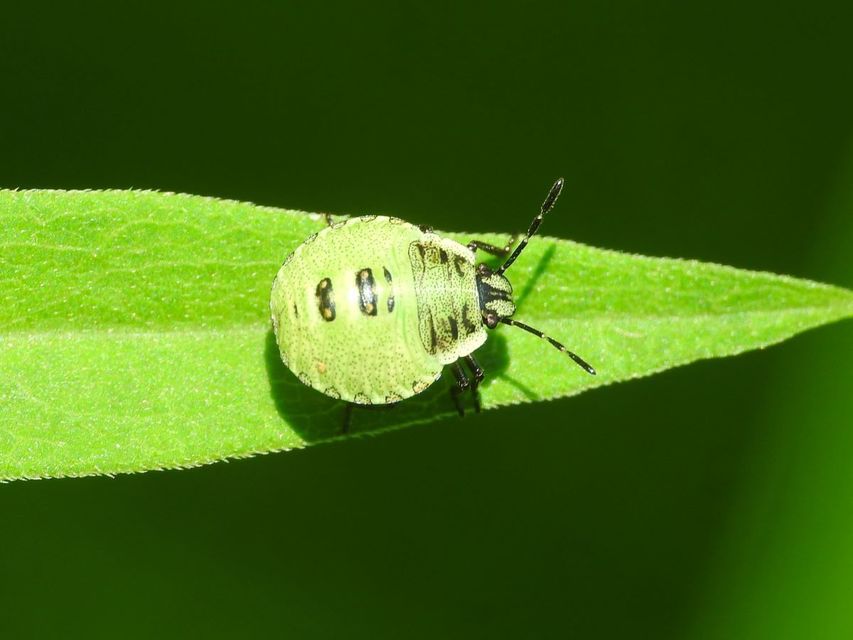 Palomena Palomena