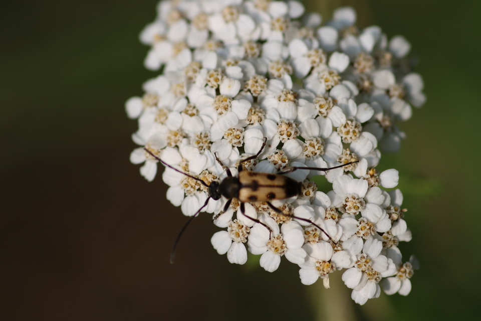 Pachytodes erraticus - rajzos virágcincér