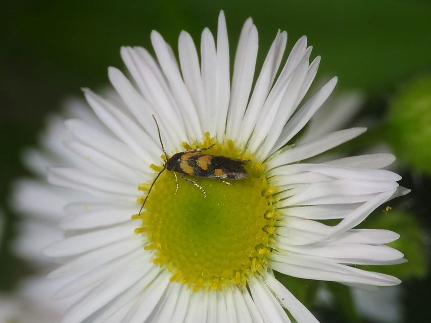 Chrysoesthia sexguttella - aranyfoltos sarlósmoly