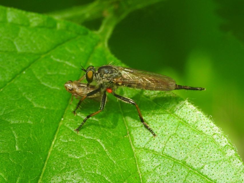Neoitamus