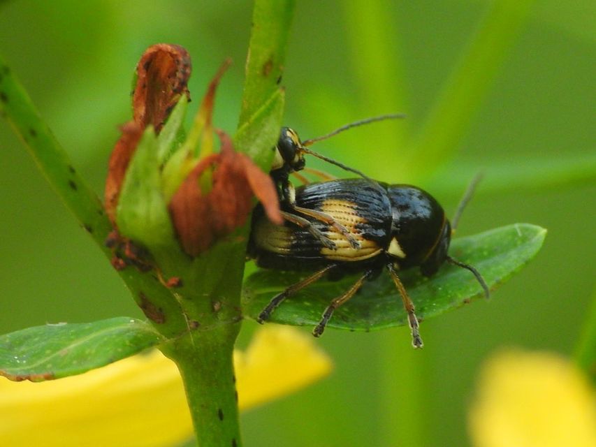 Cryptocephalus moraei - közönséges zömökbogár