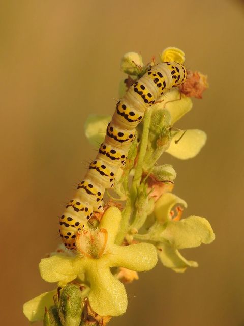 Shargacucullia lychnitis - szalmasárga csuklyásbagoly