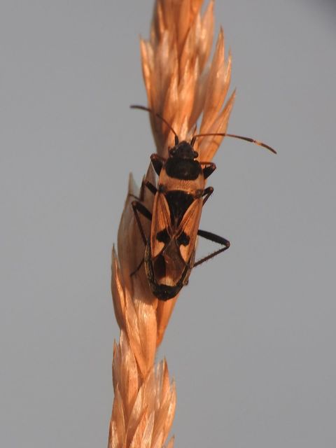 Raglius confusus