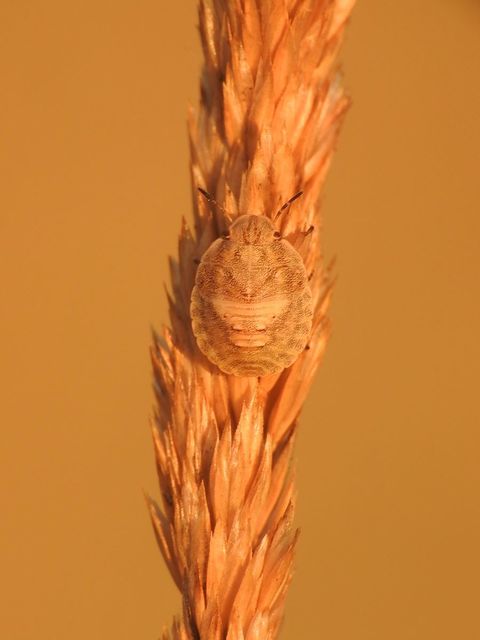 Eurygaster Eurygaster
