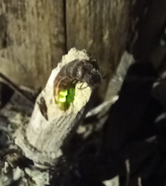 Lampyris noctiluca - nagy szentjánosbogár