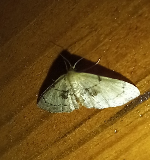 Idaea laevigata - sötétfoltos apróaraszoló