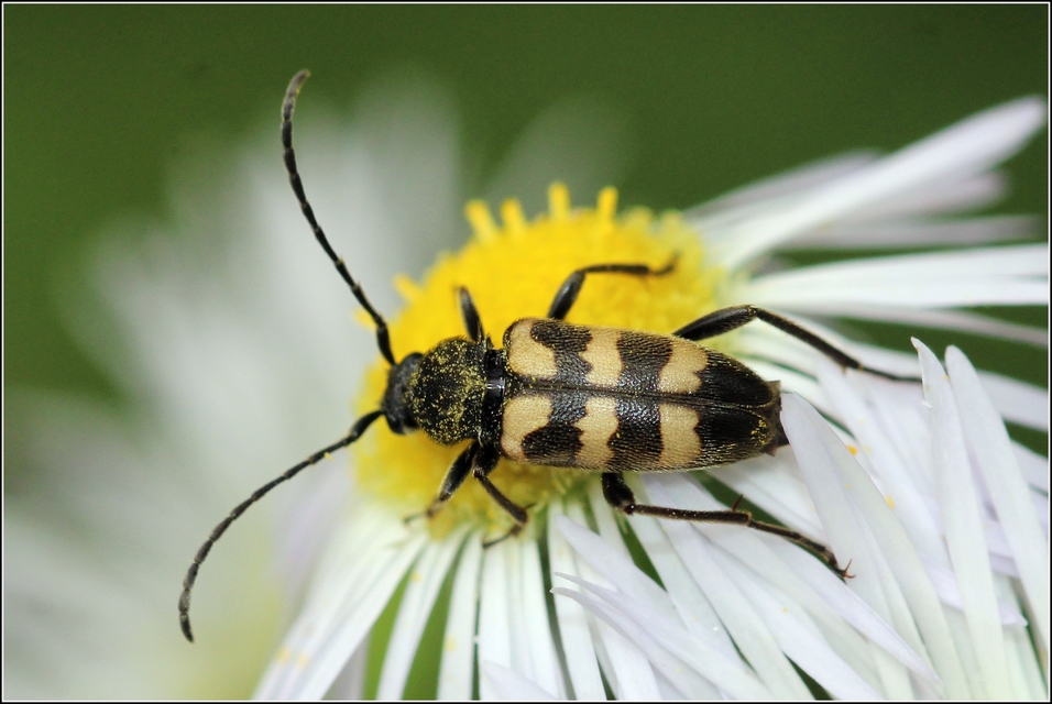 Pachytodes erraticus - rajzos virágcincér