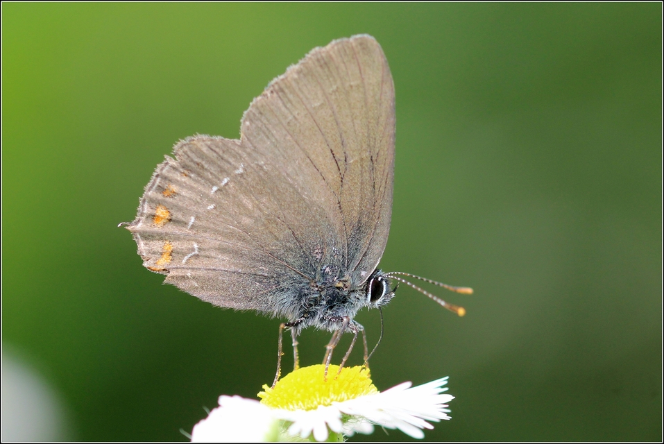 Satyrium ilicis - tölgyfa-csücsköslepke