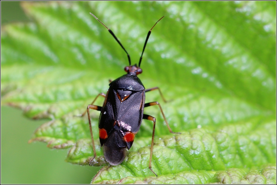 Deraeocoris ruber - vöröses mezeipoloska
