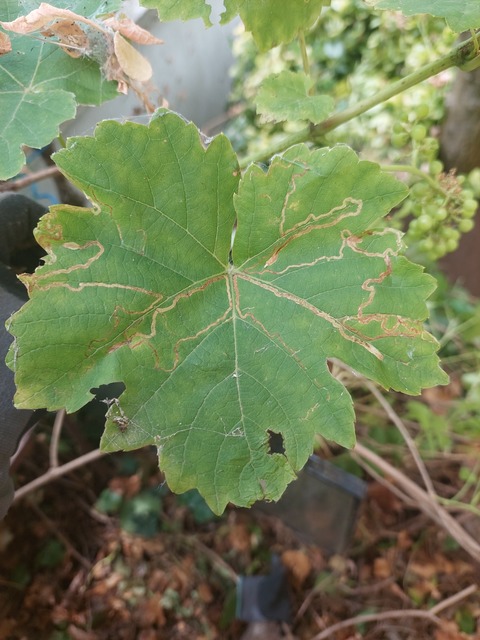 Phyllocnistis vitegenella - kígyóaknás szőlőmoly