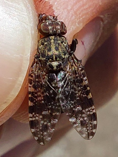 Platystoma