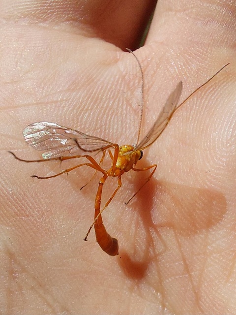 Ichneumonidae - valódi fürkészdarazsak