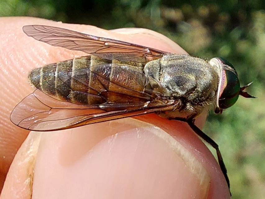 Tabanidae - böglyök