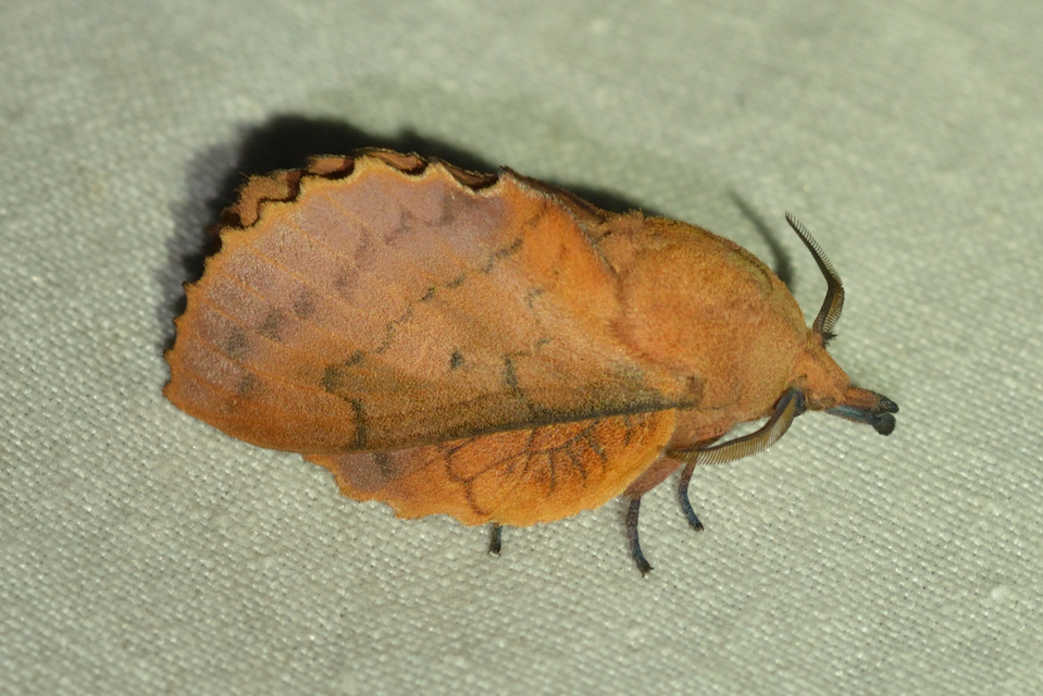 Gastropacha quercifolia - tölgylevélpohók