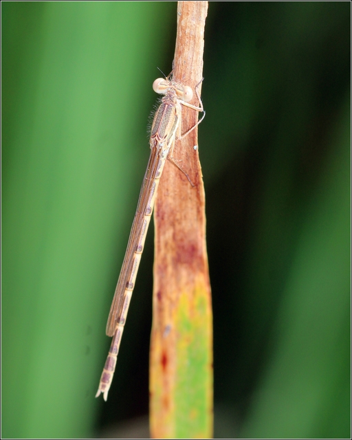 Sympecma fusca - téli rablószitakötő