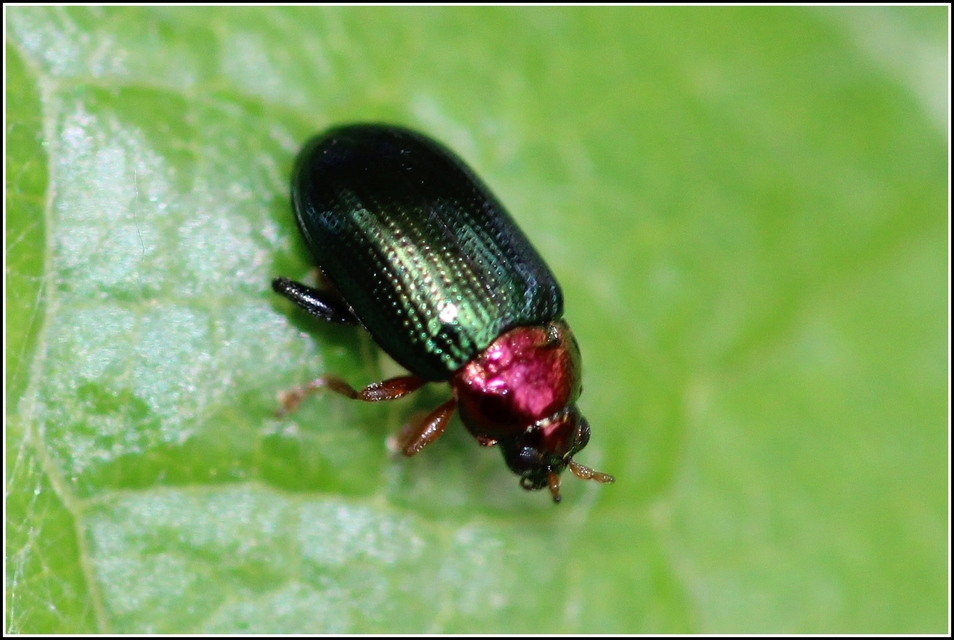 Crepidodera aurata - ékes fűz-földibolha