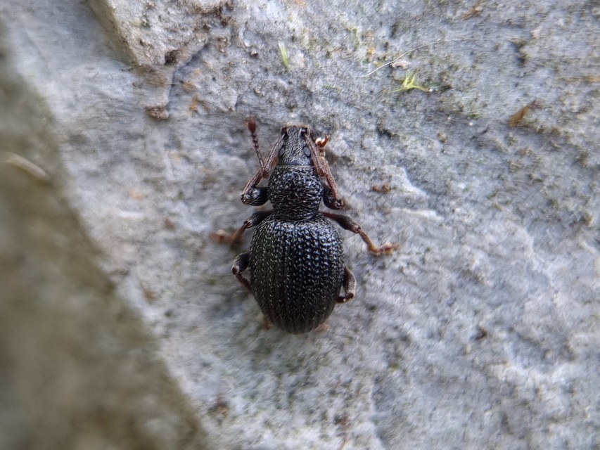 Otiorhynchus ovatus - apró gyalogormányos