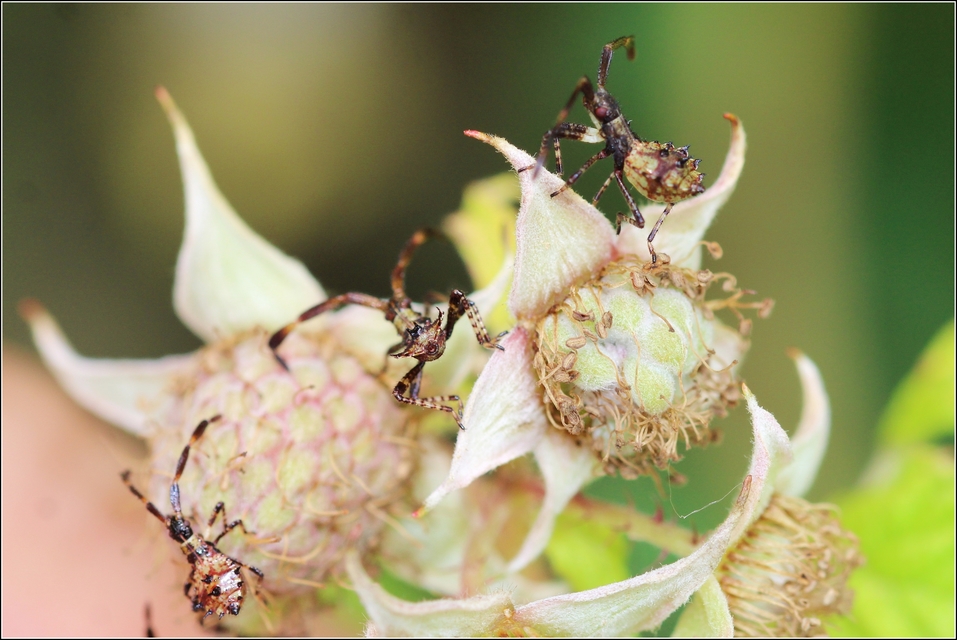 Coreus marginatus - közönséges karimáspoloska