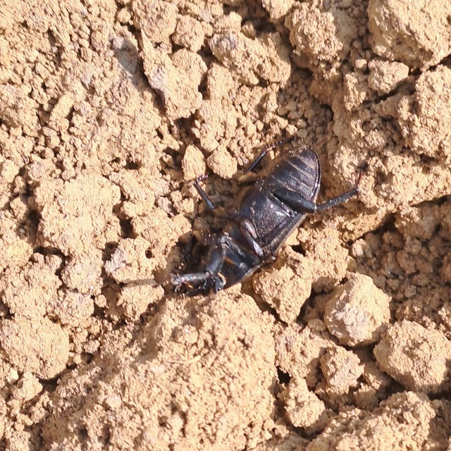 Dorcus parallelipipedus - kis szarvasbogár