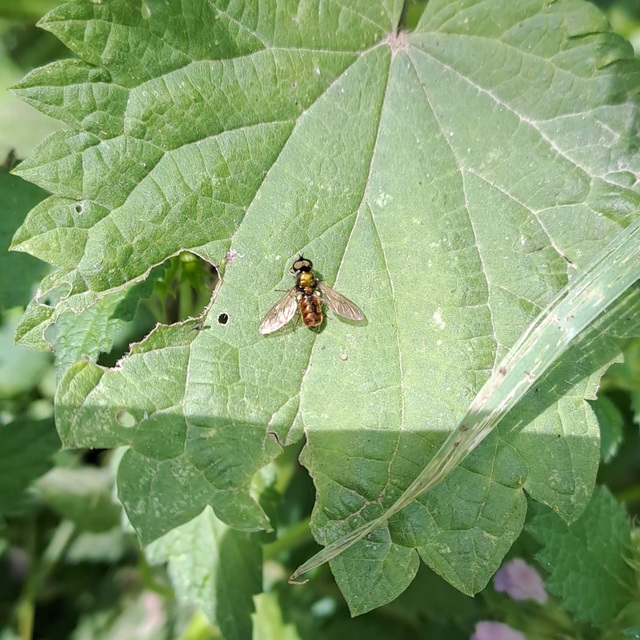 Diptera - Kétszárnyúak