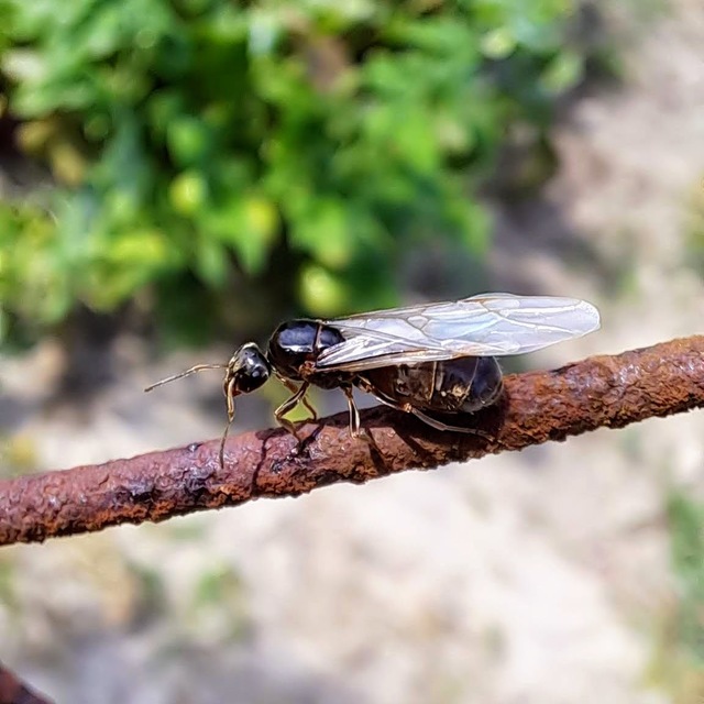 Hymenoptera - Hártyásszárnyúak