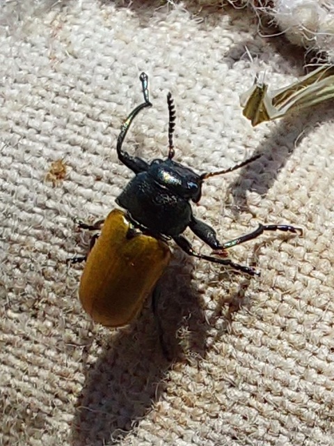Labidostomis Labidostomis