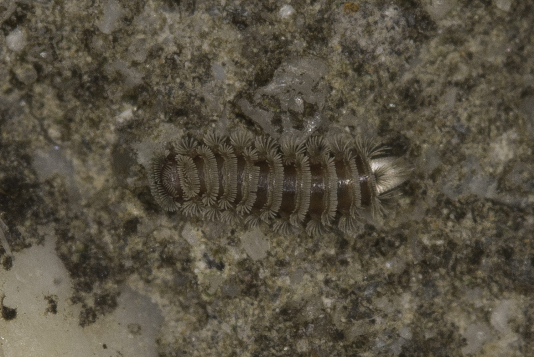 Polyxenidae