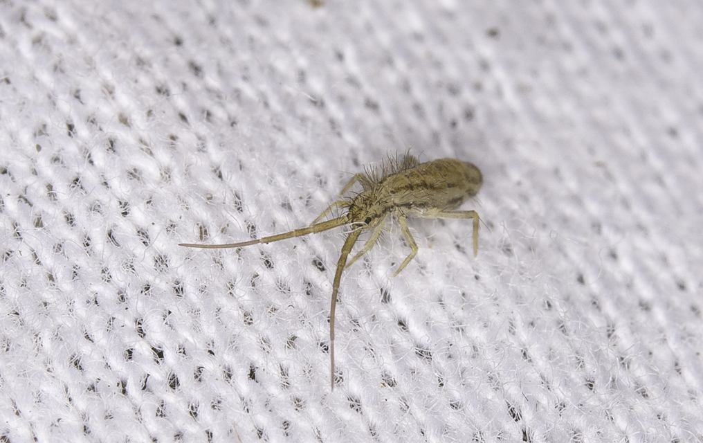 Collembola - Ugróvillások