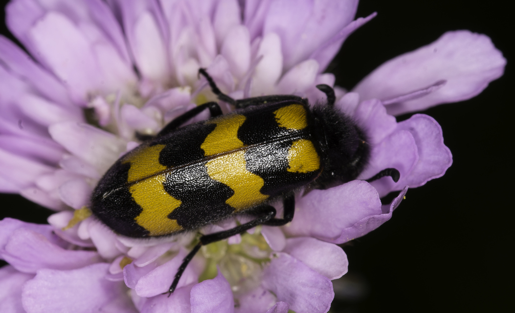 Mylabris variabilis - szalagos hólyaghúzó Mylabris variabilis - szalagos hólyaghúzó
