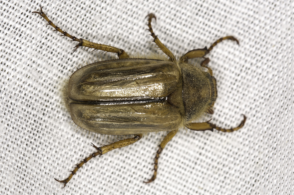 Amphimallon solstitiale - bordás sárgacserebogár