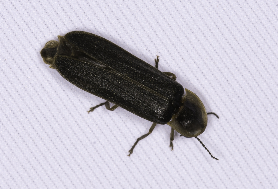Lampyris noctiluca - nagy szentjánosbogár