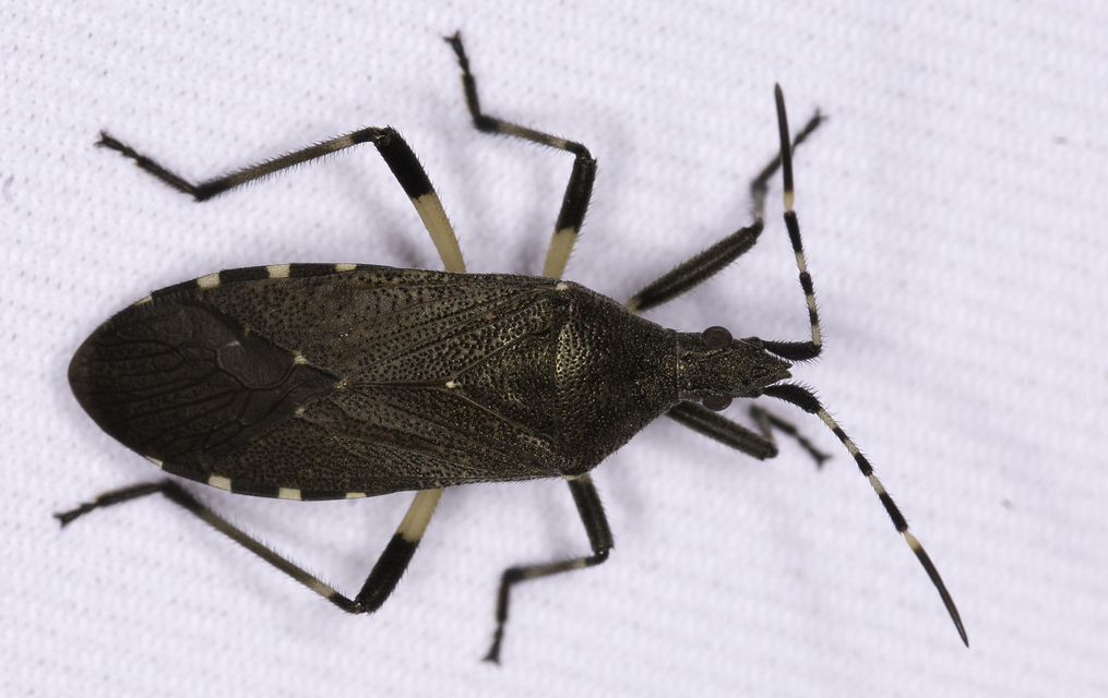 Dicranocephalus