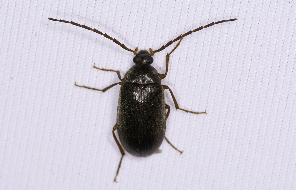 Hymenalia rufipes - rőtlábú alkonybogár