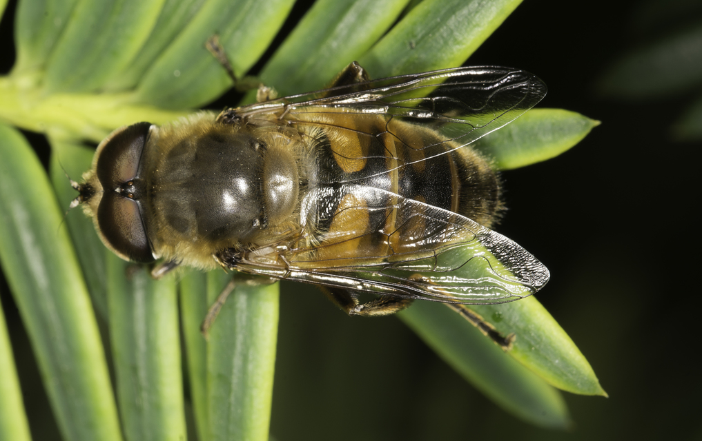 Eristalis tenax - közönséges herelégy