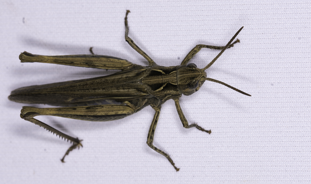 Chorthippus (Glyptobothrus) (subgenus)
