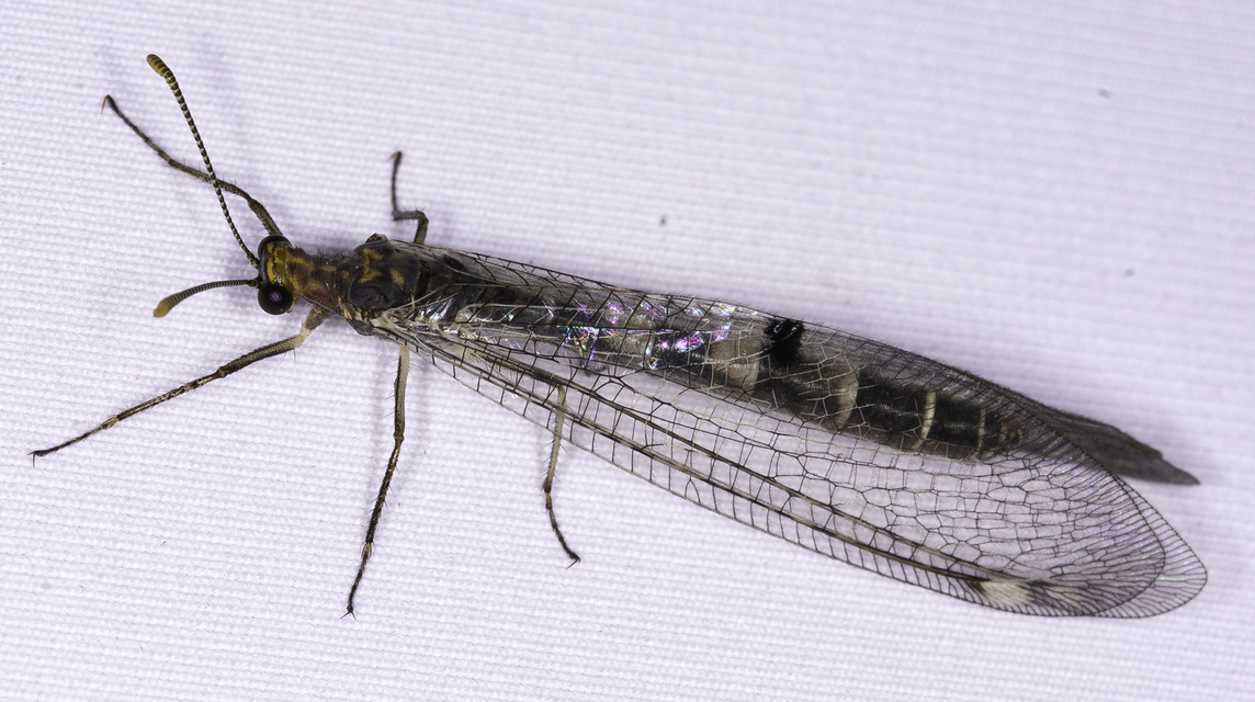 Megistopus flavicornis - kétfoltos hangyaleső
