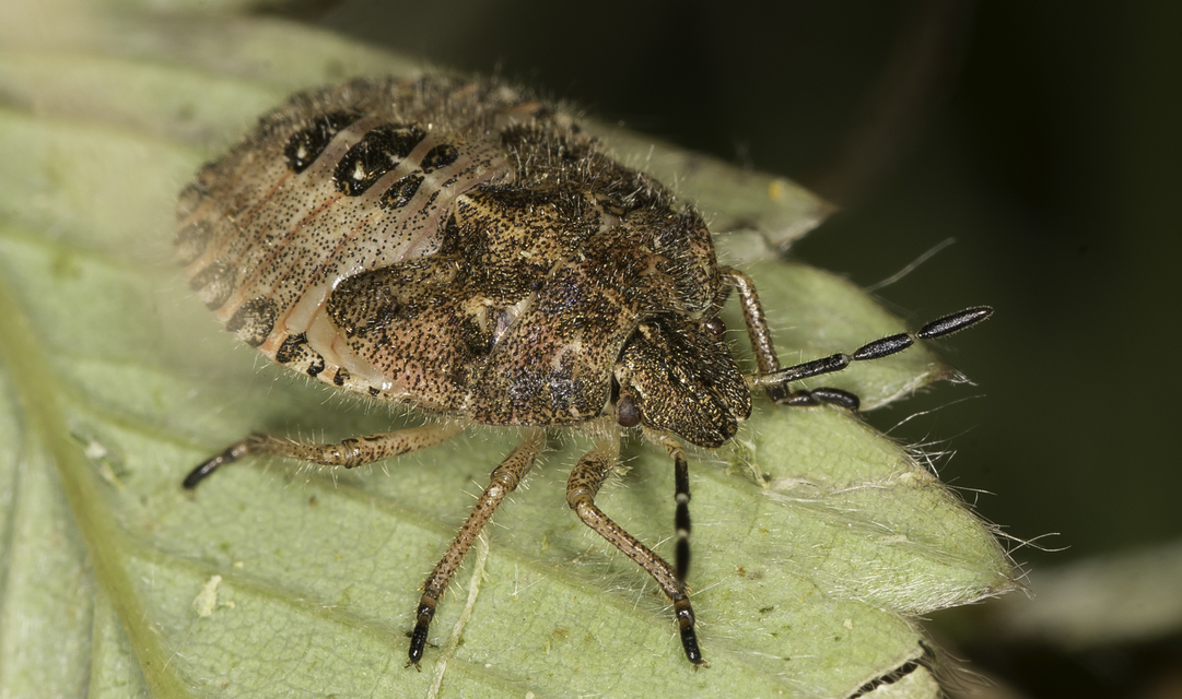 Dolycoris baccarum - közönséges bogyómászó-poloska