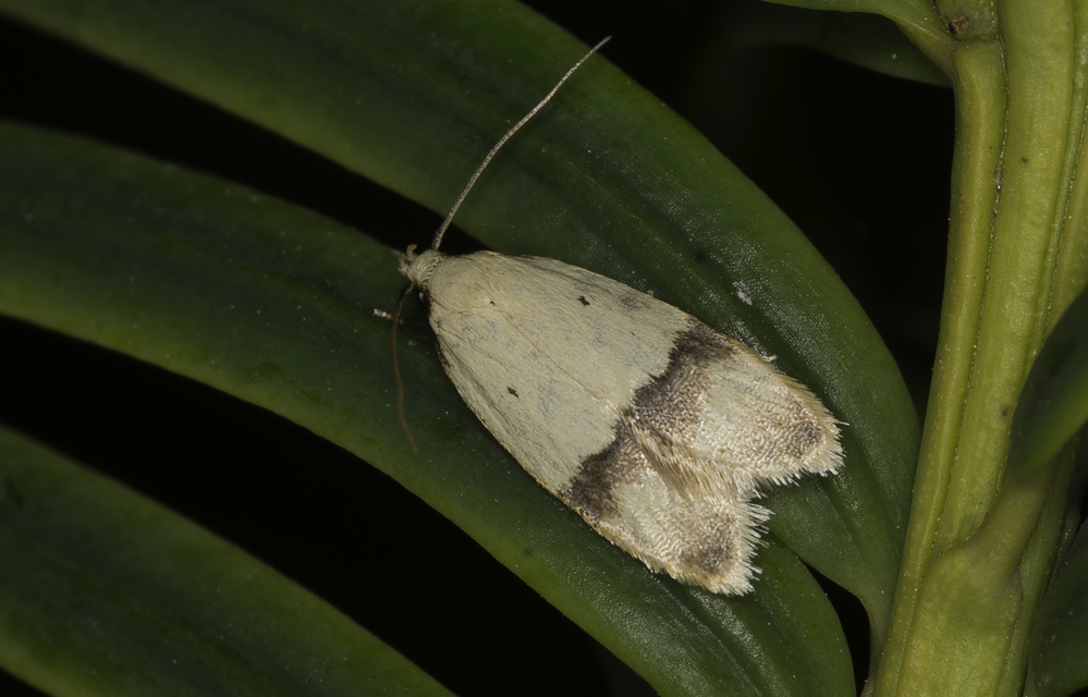 Odites kollarella - árvamoly