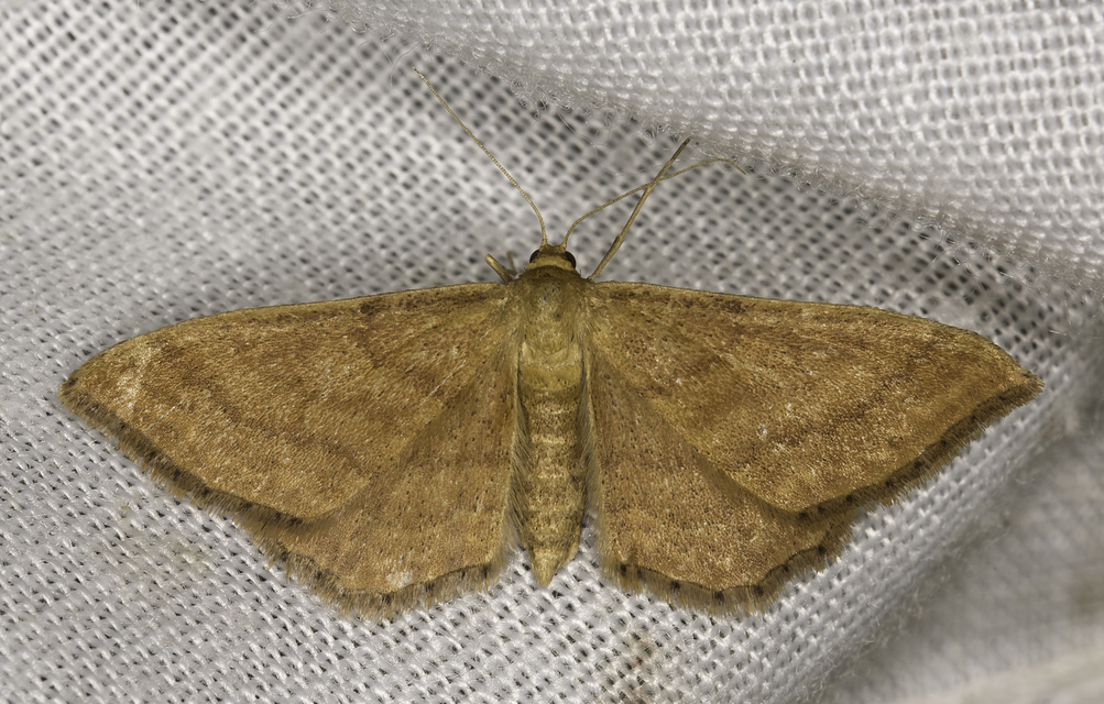 Idaea serpentata - kis sávosaraszoló