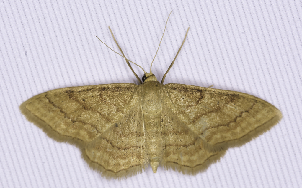 Idaea rufaria - vörhenyes sávosaraszoló