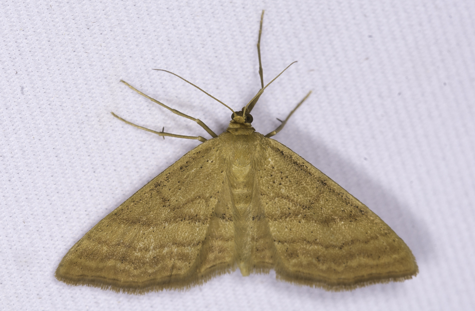 Idaea serpentata - kis sávosaraszoló