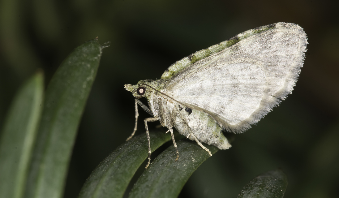 Chloroclystis v-ata - zöldes törpearaszoló