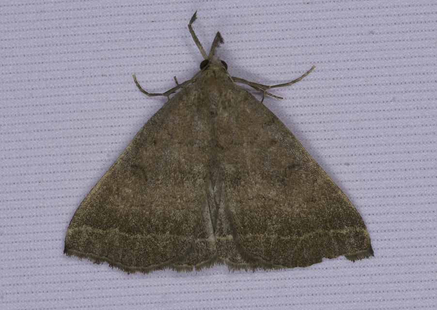 Pechipogo plumigeralis - tollascsápú karcsúbagoly