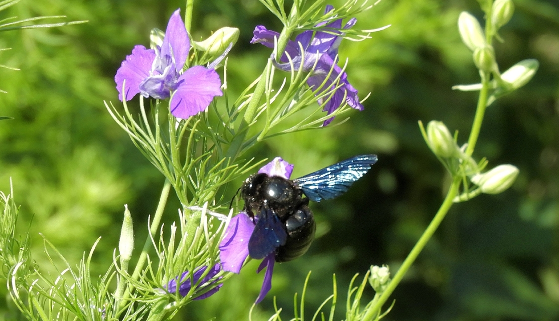 Xylocopa