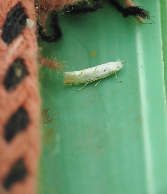 Phyllonorycter abrasella - cseraknázó sátorosmoly