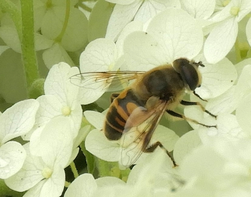 Eristalis